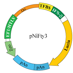 pNiFty3-Lucia map