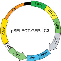 pSELECT-GFP-LC3