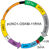 pUNO1-OSKM-11RHA map