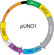 pUNO1 backbone