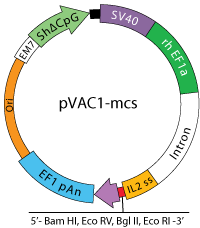 pVAC1 map