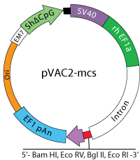 pVAC2 map