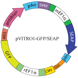 pVITRO1-GFP/SEAP map