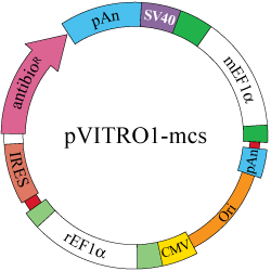 pVITRO1-MCS map