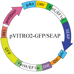 pVITRO2-GFP/SEAP map