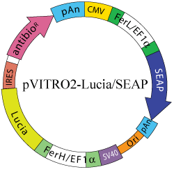 pVITRO2-Lucia/SEAP Map