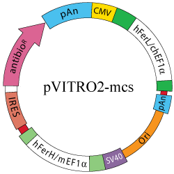 pVITRO2-MCS map