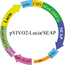 pVIVO2-Lucia/SEAP Map