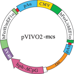 pVIVO2-MCS map