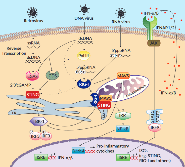 RIG-I pathway | InvivoGen RIG-I pathway | InvivoGen