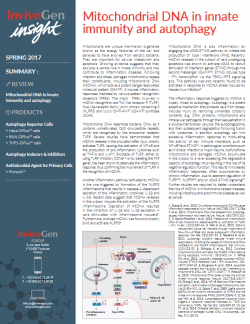 InvivoGen Insight Newsletter - Mitochondrial DNA in innate immunity and autophagy 