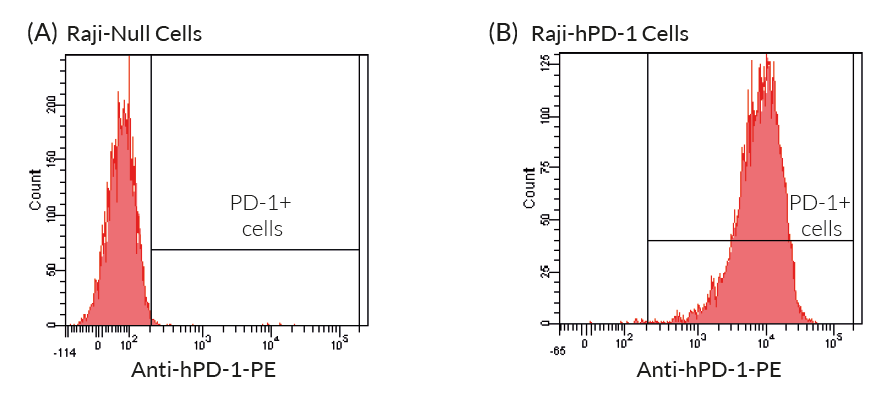 PD-1 is expressed by Raji-hPD-1 cells