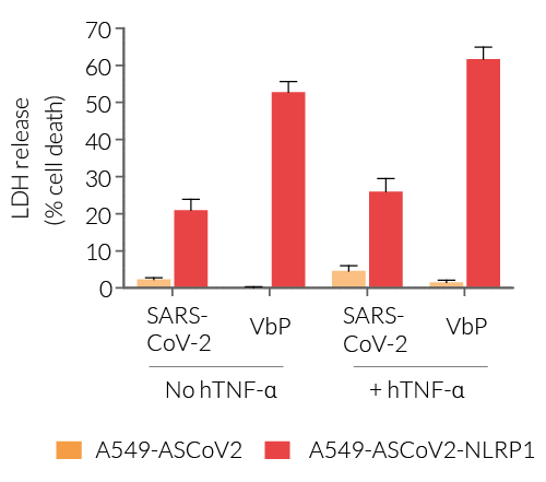 Pyroptotic cell death upon NLRP1 inflammasome activation