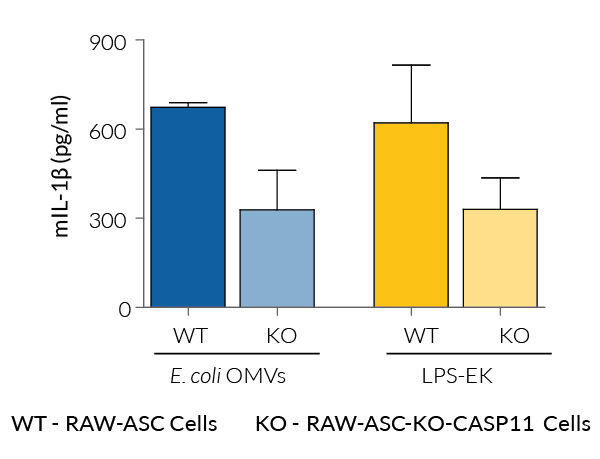 Secretion of mature IL-1β upon non-canonical inflammasome activation