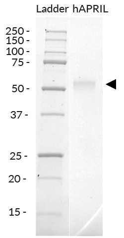 SDS-PAGE analysis of recombinant human APRIL