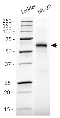 Recombinant human IL-23 detection by SDS-PAGE