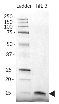 Recombinant human IL-3 detection by SDS-PAGE