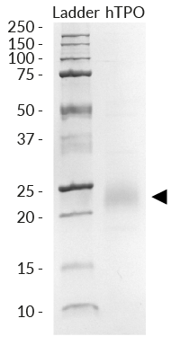 SDS-PAGE analysis of recombinant human (h)TPO
