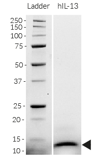 Recombinant human IL-13 detection by SDS-PAGE