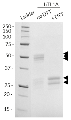 Recombinant human TL1A detection by SDS-PAGE