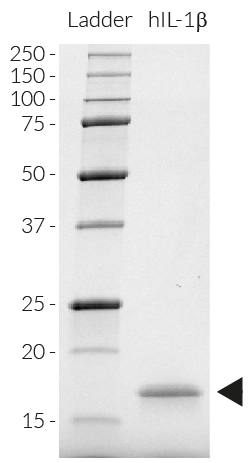 Detection of E. coli-derived IL-1β by SDS-PAGE