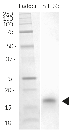 Recombinant human IL-33 detection by SDS-PAGE