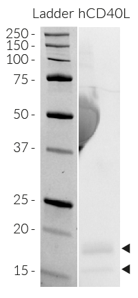 CD40L detection by SDS-PAGE