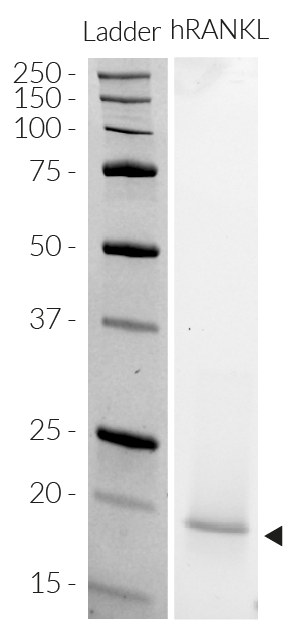 Recombinant human RANKL detection by SDS-PAGE