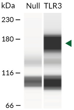 Validation of TLR3 overexpression (Western blot)