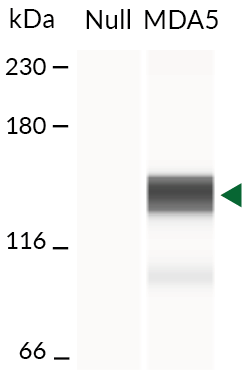 Validation of MDA5 overexpression (Western blot)