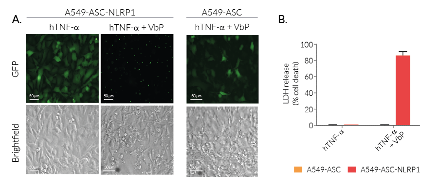 Monitoring of ASC speck formation and pyroptosis upon NLRP1 activation using Val-boroPro