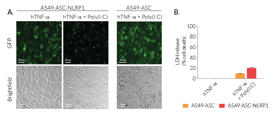 Monitoring of ASC speck formation and pyroptosis upon NLRP1 activation using Poly(IC)