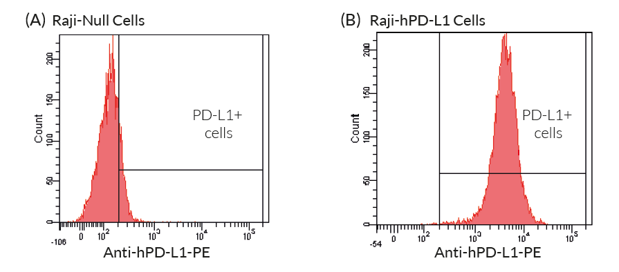 Validation of the expression of human CTLA-4 by Raji-hCTLA4 cells.