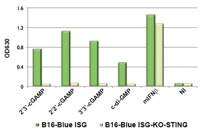 Response of B16-Blue ISG and B16-Blue ISG-KO-STING to CDNs and IFN-β