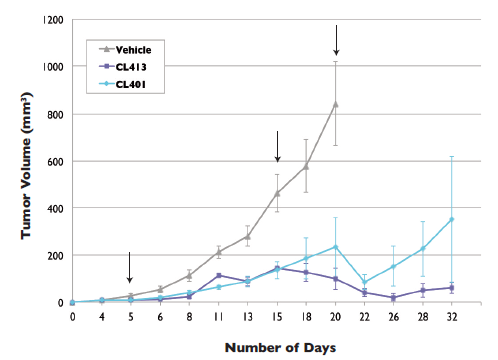 Tumor growth after CL413 or CL401 treatment