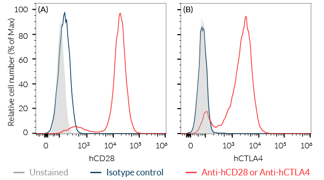 Validation of human CD28 and CTLA4 overexpression by Jurkat-Lucia™ TCR-hCTLA4 cells
