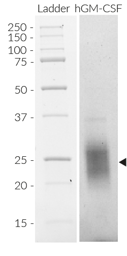 Detection of CHO-derived GM-CSF by SDS-PAGE