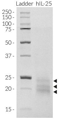 SDS-PAGE analysis of recombinant human (h)IL-25