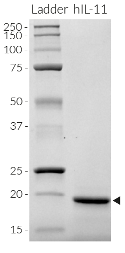 Detection of IL-11 by SDS-PAGE