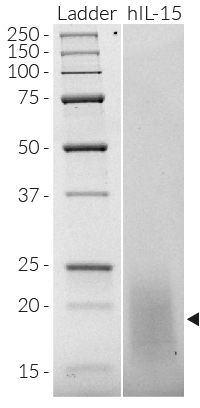 Recombinant human IL-15 detection by SDS-PAGE