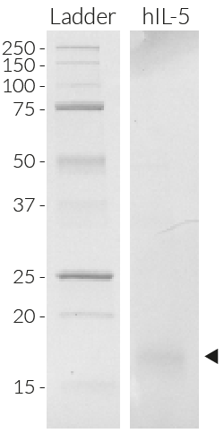 Recombinant human IL-5 detection by SDS-PAGE