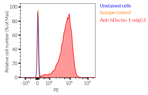 Binding of Anti-hDectin-1-mIgG1 to human Dectin-1