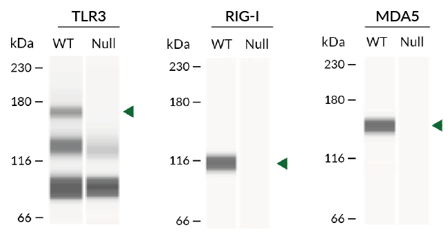 Human RIG-I, MDA5, and TLR3 expression (Western blot)