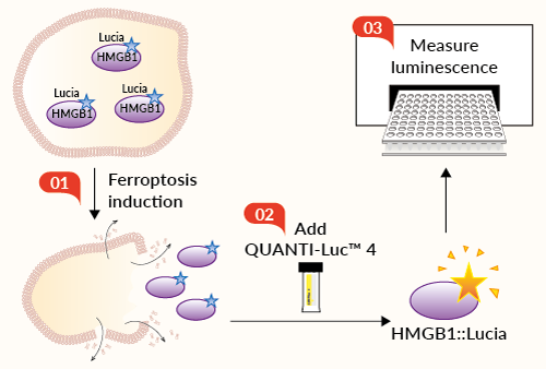 HMGB1::Lucia Ferroptosis release assay