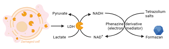 LDH-Blue Plus assay principle InvivoGen