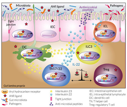 AhR role in intestine