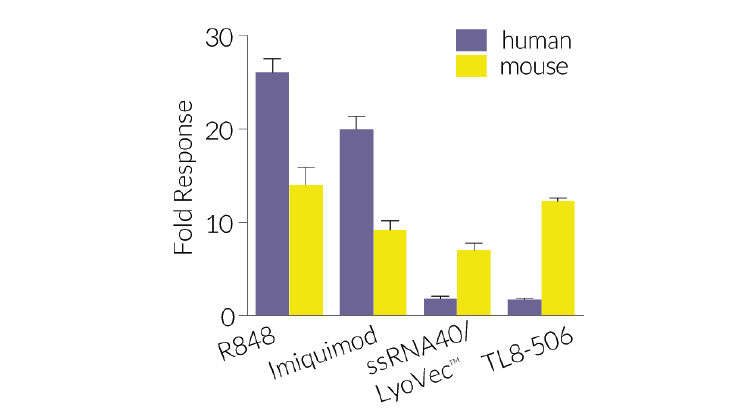 Human and Mouse TLR7-induced responses