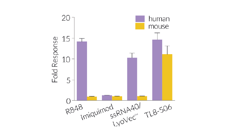 Human and Mouse TLR8-induced responses