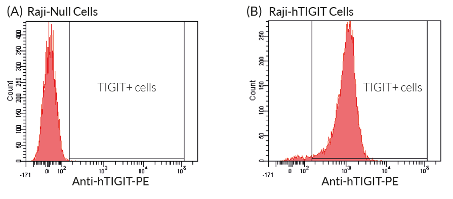 TIGIT is expressed by Raji-hTIGIT cells