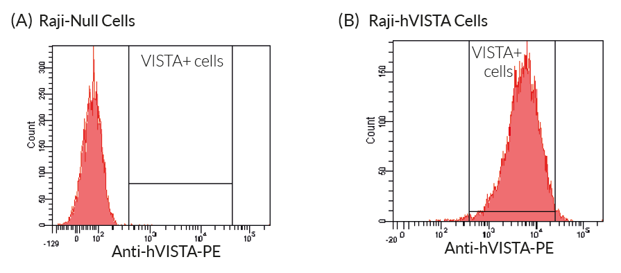 VISTA is expressed by Raji-hVISTA cells